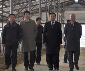招商致遠資本有限公司副總裁參觀田牧集團和林格爾牧樂牧場