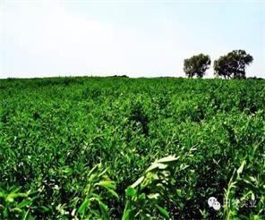 田牧集團(tuán)：田牧草業(yè)土默特左旗種植基地首批苜蓿收割在即